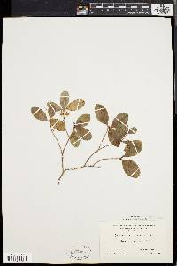 Gaultheria procumbens image