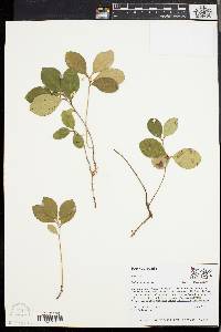 Gaultheria procumbens image