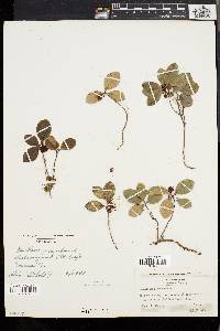 Gaultheria procumbens image