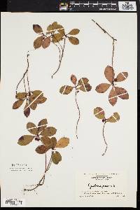 Gaultheria procumbens image