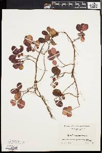 Gaultheria procumbens image