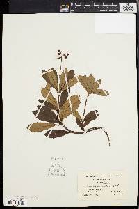 Chimaphila umbellata image