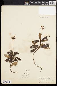 Chimaphila umbellata image