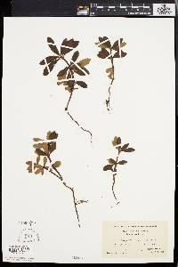 Chimaphila umbellata image