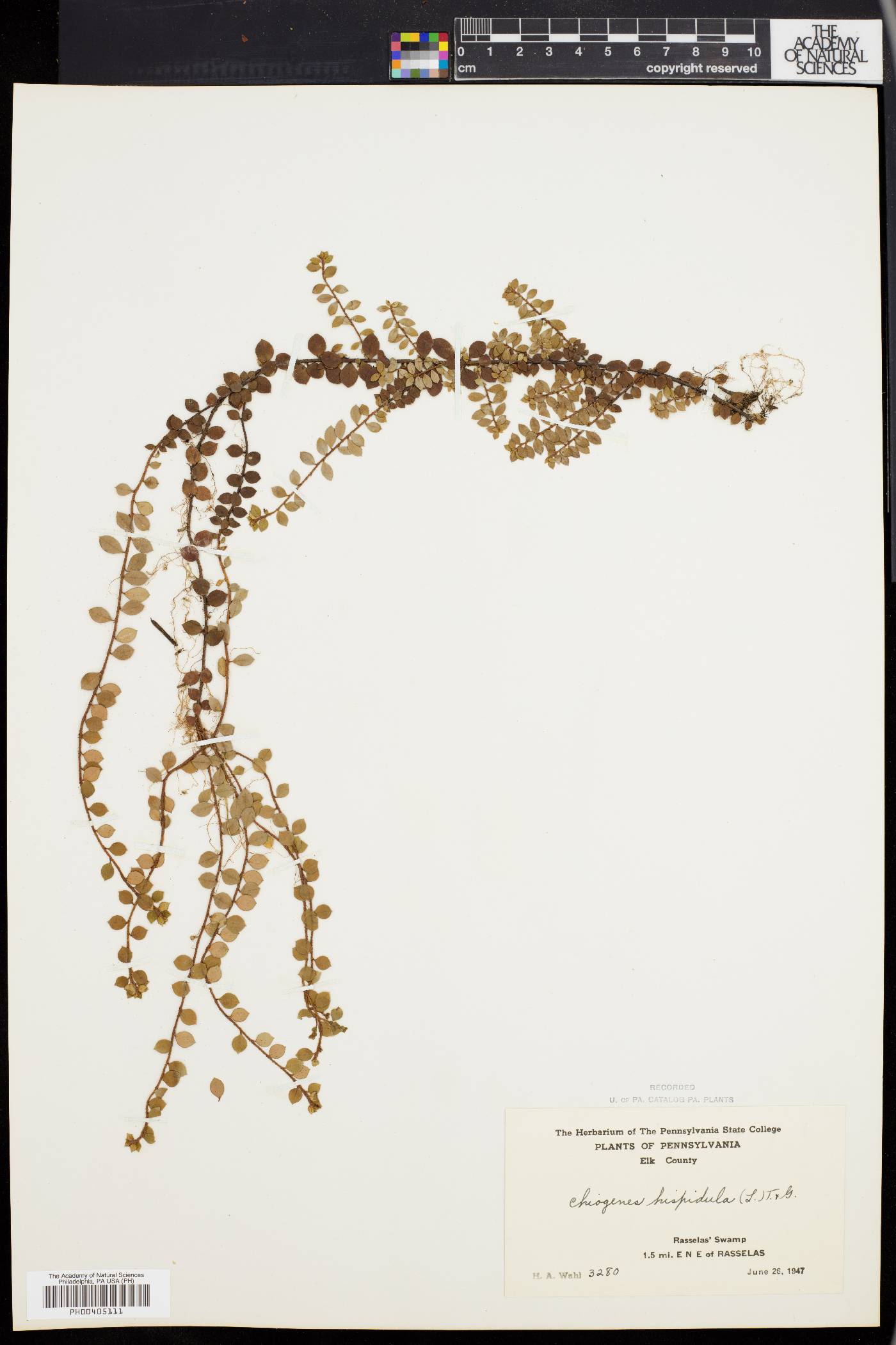 Chiogenes hispidula image
