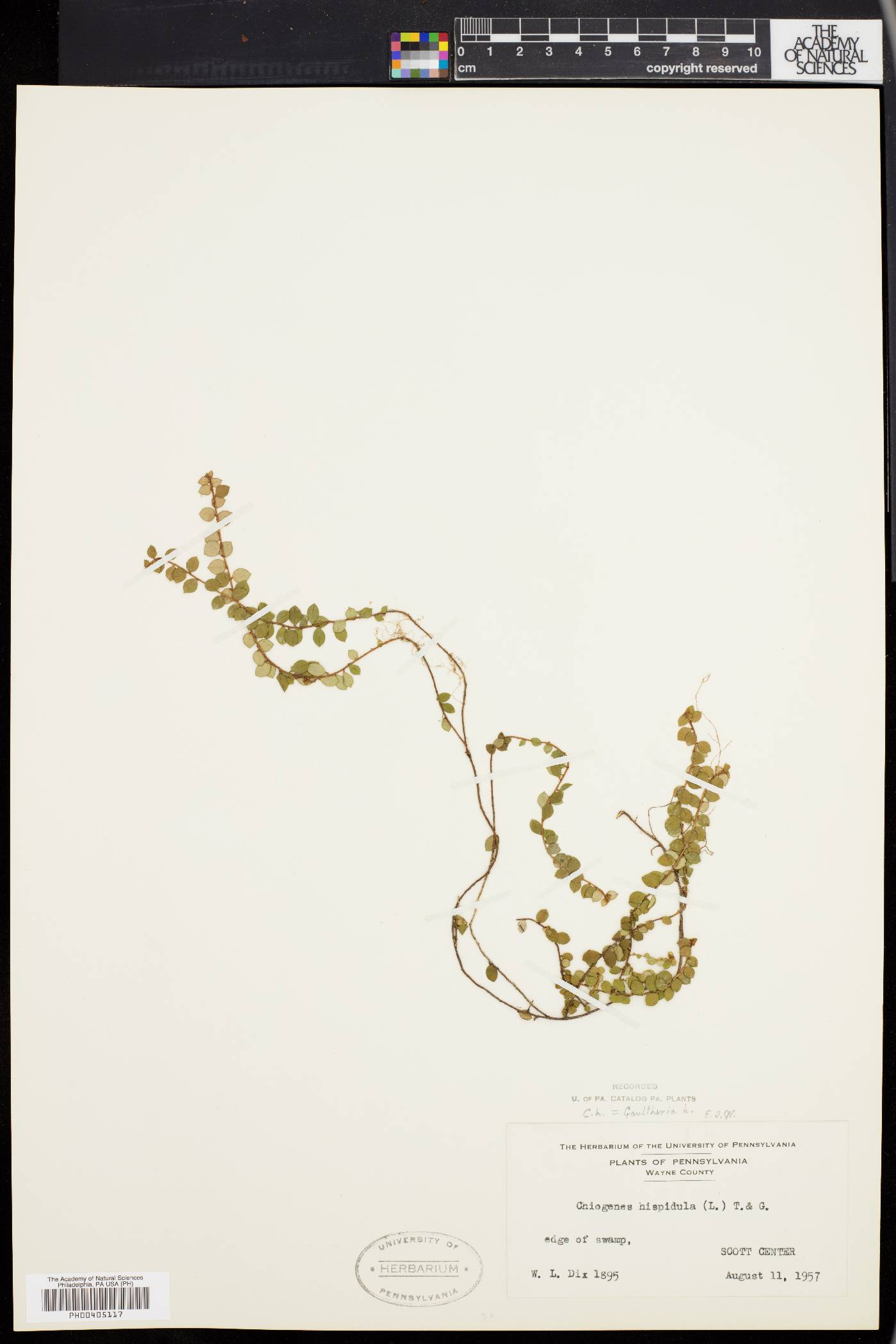 Chiogenes hispidula image