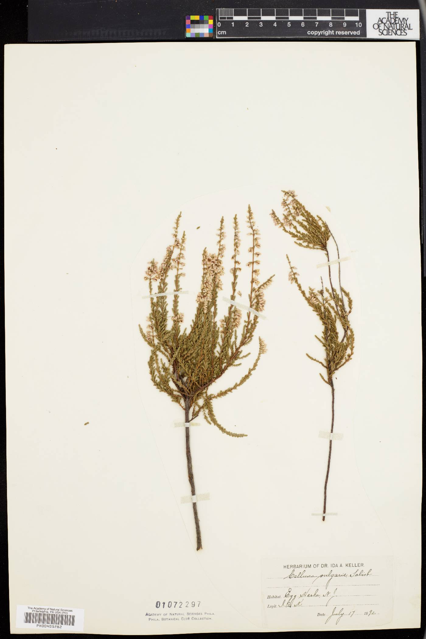 Calluna vulgaris image