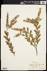 Chamaedaphne calyculata image