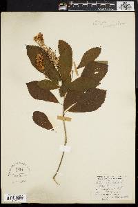 Clethra alnifolia image