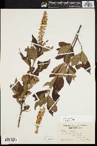 Clethra alnifolia image