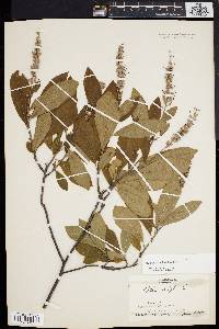 Clethra alnifolia image