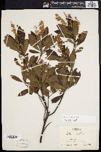 Clethra alnifolia image