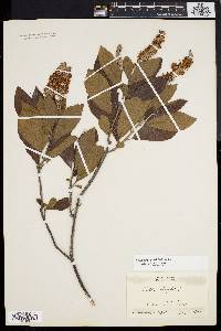 Clethra alnifolia image