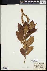 Clethra alnifolia image