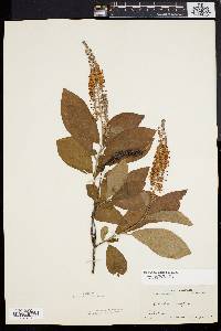 Clethra alnifolia image