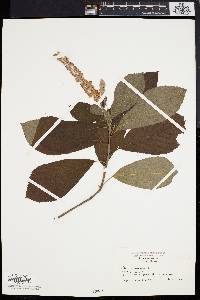 Clethra alnifolia image