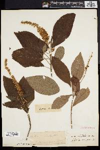 Clethra alnifolia image