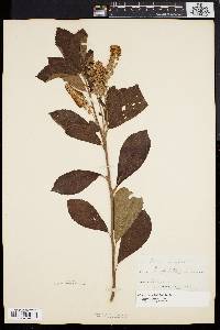 Clethra alnifolia image