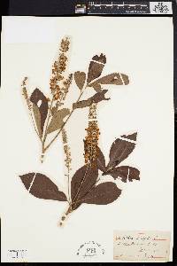 Clethra alnifolia image