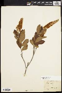 Clethra alnifolia image