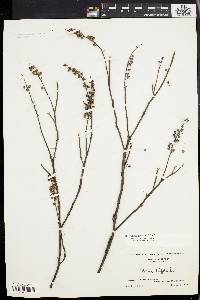 Clethra alnifolia image