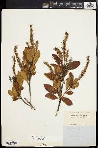 Clethra alnifolia image