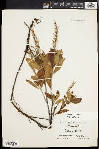 Clethra alnifolia image