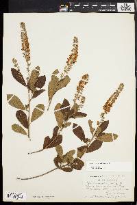 Clethra alnifolia image