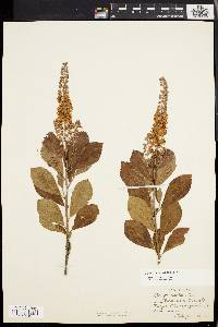 Clethra alnifolia image