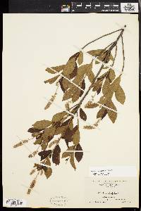 Clethra alnifolia image