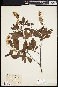 Clethra alnifolia image