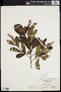 Clethra alnifolia image