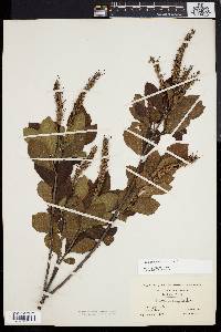 Clethra alnifolia image