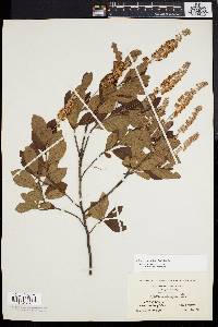 Clethra alnifolia image