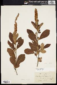 Clethra alnifolia image