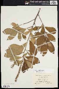 Clethra alnifolia image