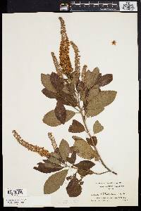 Clethra alnifolia image