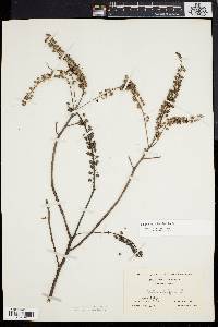 Clethra alnifolia image