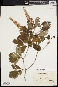 Clethra alnifolia image