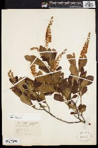 Clethra alnifolia image