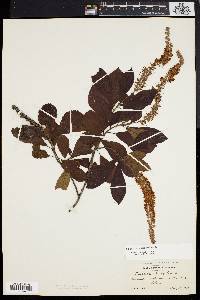 Clethra alnifolia image