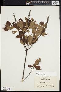 Clethra alnifolia image