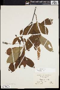 Clethra alnifolia image