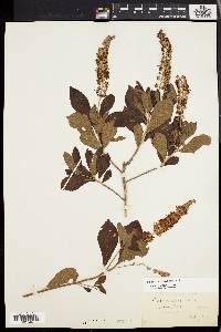 Clethra alnifolia image