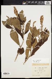 Clethra alnifolia image