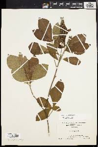 Clethra alnifolia image