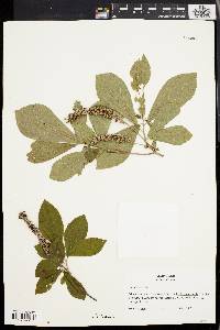 Clethra alnifolia image