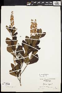 Clethra alnifolia image