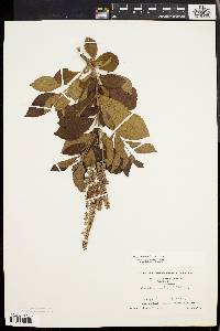 Clethra alnifolia image