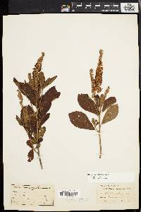 Clethra alnifolia image